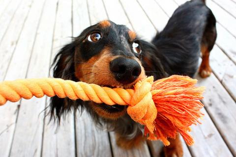 Dachsund holding a rope toy