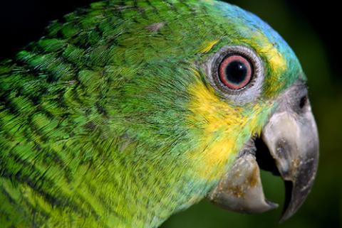 Parrot giving the side-eye