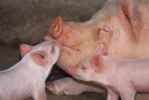 Two piglets hanging out by mamma's head. One looks like it is giving their mother a kiss.