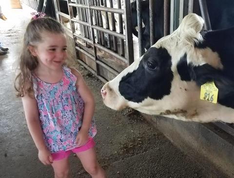 Little girl smiling at a cow