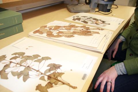 Preserved leaves from the campus Ginkgo tree