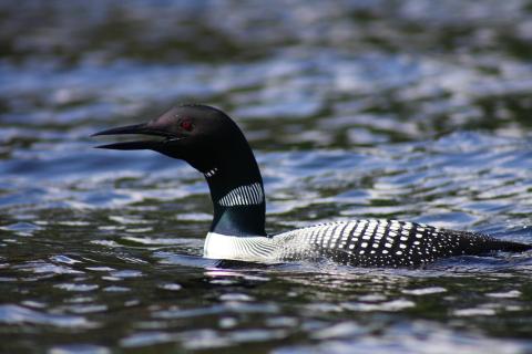 loon