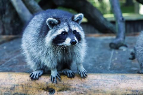 raccoon