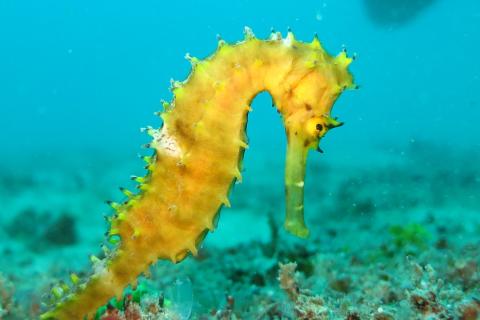 seahorse