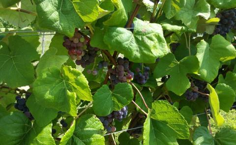 Grapes Grapes
