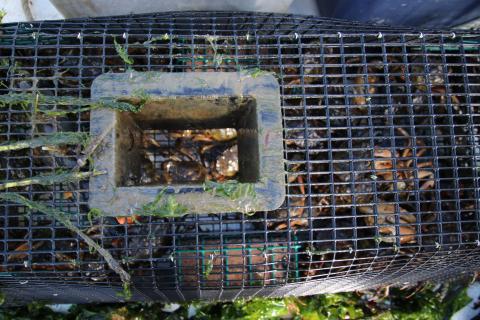 Green crabs in trap