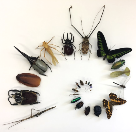 The image shows 26 insect specimens organized in a spiral pattern starting with the largest insect species (a giant stick insects and a goliath beetle) to the smallest parasitoid wasps (less than 0.5 mm).