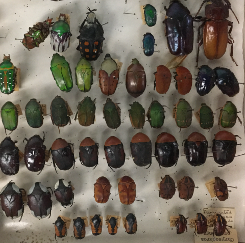 The image shows colorful examples of tropical scarab beetles.