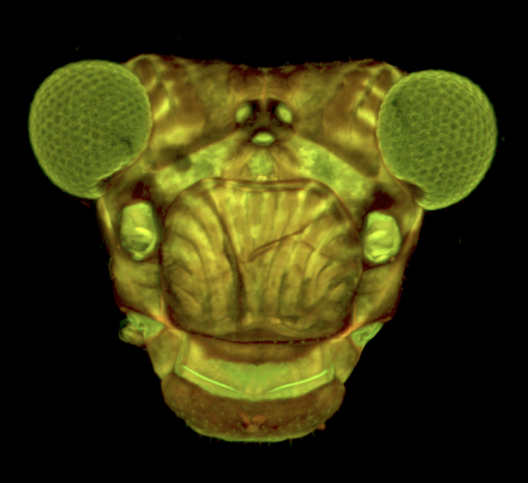 CLSM micrograph of the head of a Psocoptera.