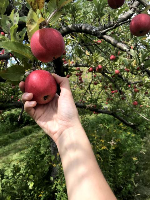 apple picking