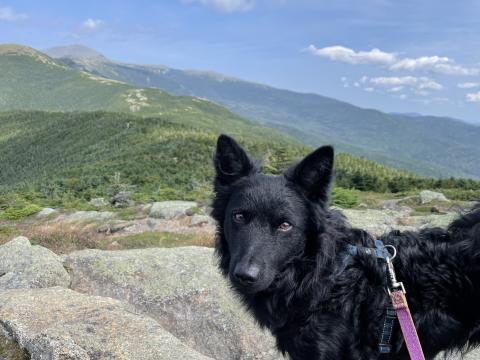 Hiking with dog