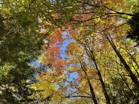 Conservation land in Barrington