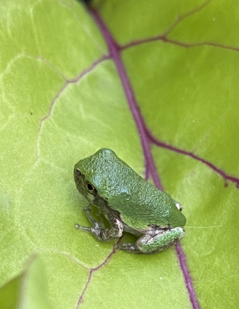 Gray treefrog metamorph