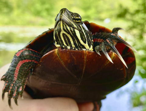 Painted turtle
