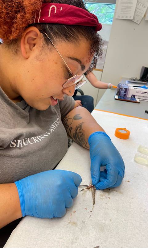 Taja Sims-Harper dissecting a fish