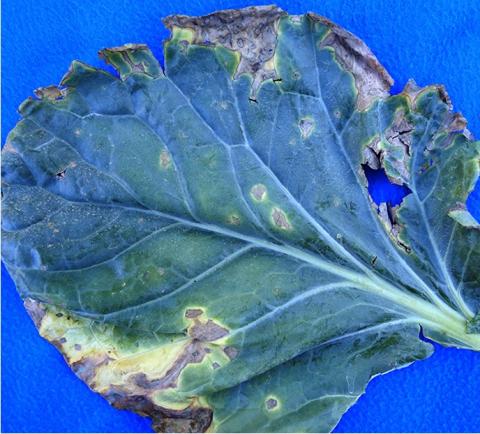 A Brussels sprout leaf with Alternaria leaf spot