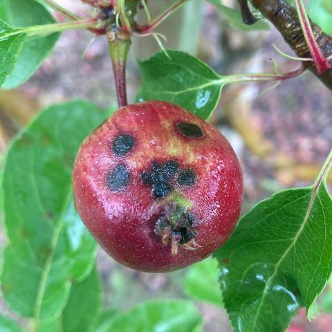 A photo of an apple with apple scab