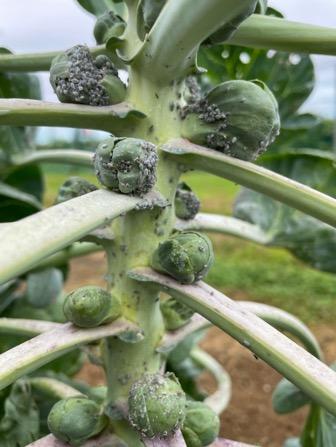 Cabbage aphids on a Brussels sprout plant