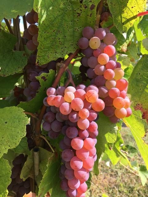 Canadice grapes on the vine