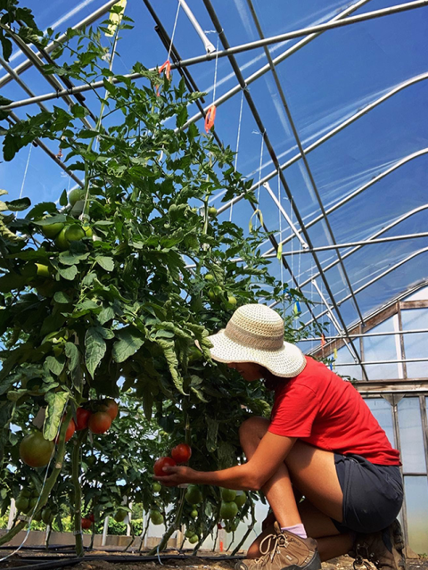 Researcher Catrina Roman works on tomatoes in a high tunnel at UNH