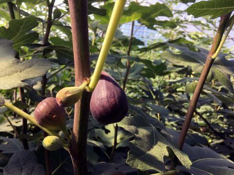 A photo of a fig growing on a vine.