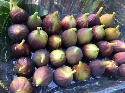 Figs prepared and stored postharvest