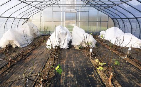 A photo of fig plants overwintering in a high tunnel greenhouse