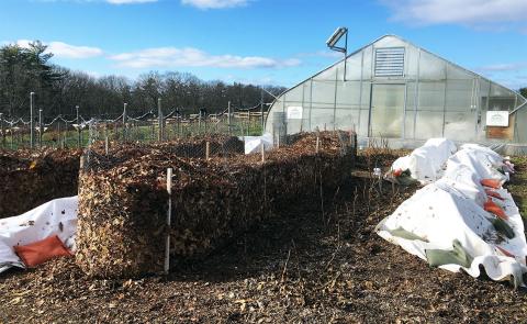 A photo of fig plants overwinter outside at Woodman Horticultural Research Farm