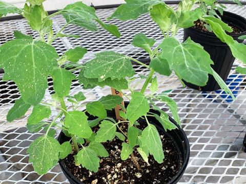 A potted Chenopodium berlandieri, also known as pit-seed goosefoot.