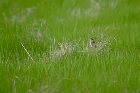 Saltmarsh sparrow in its habitat
