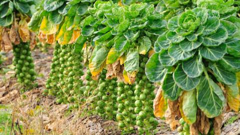 A photo of Brussels sprout plants for the Inspired Horticultural Report