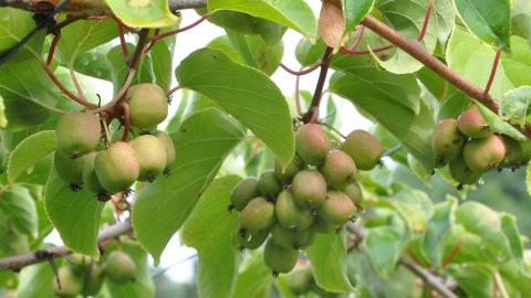 A photo of kiwiberries on the vine for the Inspired Horticultural Report