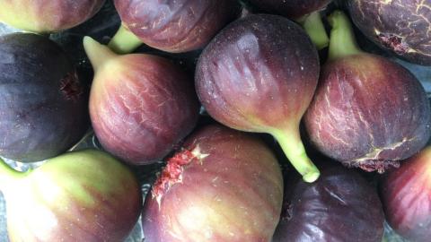 A photo of figs for the Inspired Horticultural Report