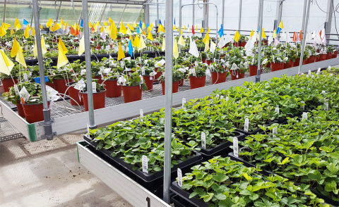 Strawberry plants being grown in the organically certified greenhouses at UNH.