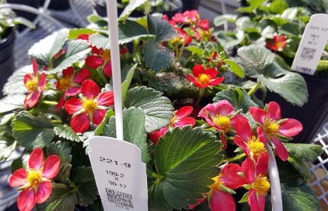 A photo of ornamental strawberry flowers in pots
