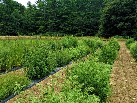 Quinoa growing at Woodman Horticultural Research Farm