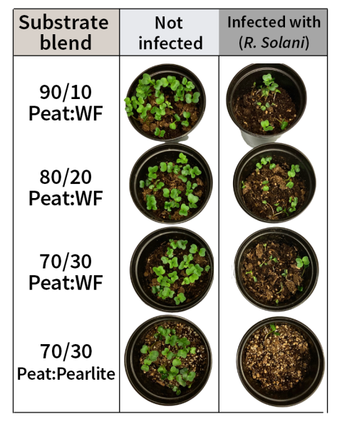 A infographic showing the effects of peat:wood fiber blends ratio on radish seedling emergence in pathogen infected and non-infected pots.