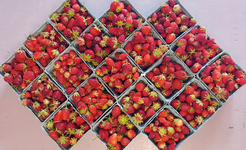 Strawberries in pint boxes in a diamond display