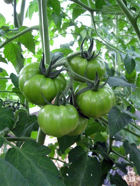Tomatoes growing on a vine in a high tunnel