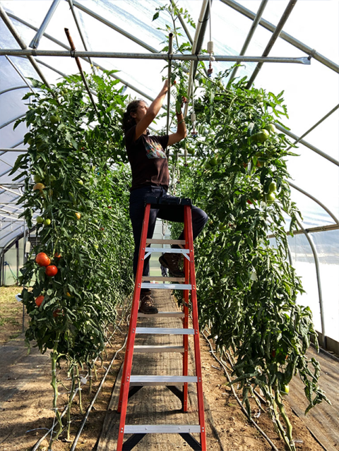 Tomatoes growing towards the ceiling in a high tunnel at UNH.