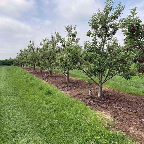 A photo of the research orchards at the University of Pennsylvania