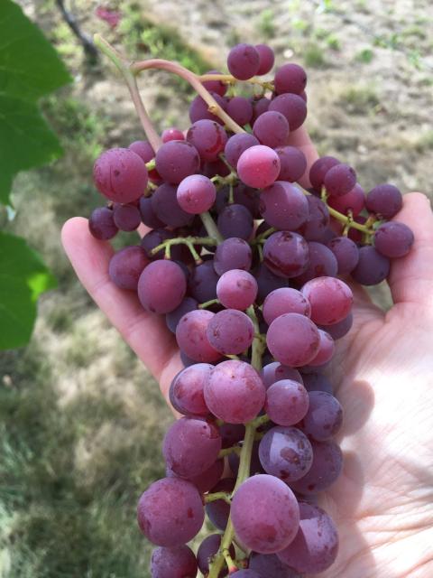 Vanessa grapes on the vine