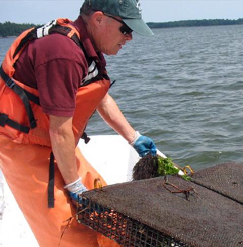A photo of COLSA/NHAES researcher Ray Grizzle pulling in some oysters