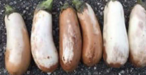 Aretussa eggplant stored at 42F