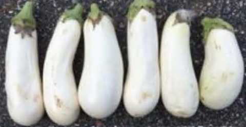  Aretussa eggplant stored at 73F
