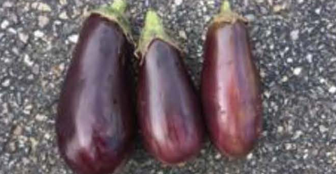 Jaylo eggplant stored at 42f