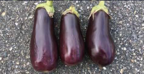 Jaylo eggplant stored at 63f