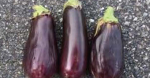 Jaylo eggplant stored at 73f