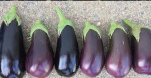 Freshly harvested jaylo eggplant