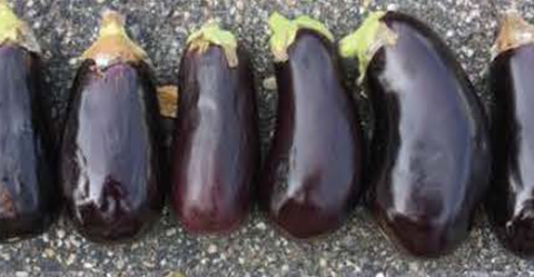 Michal eggplant stored at 63F